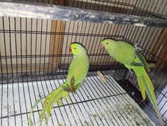 Parrot Pair