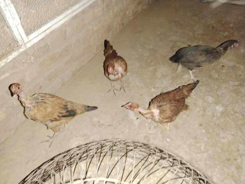 hens. 5