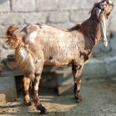 Betal shera print Breader bakra