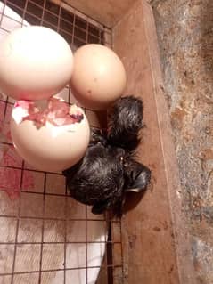 Ayam cemani fertile eggs