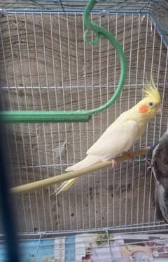 common white breeder female for sale