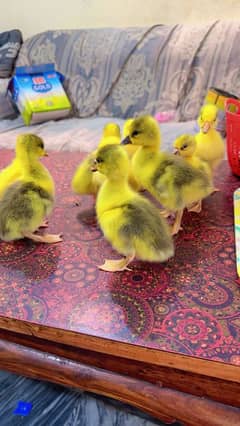 homebreed 10 ducks chicks available