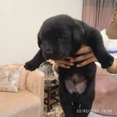 Top Quality Pedigree Black Labrador Pups