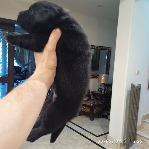 Top Quality Pedigree Black Labrador Pups 1