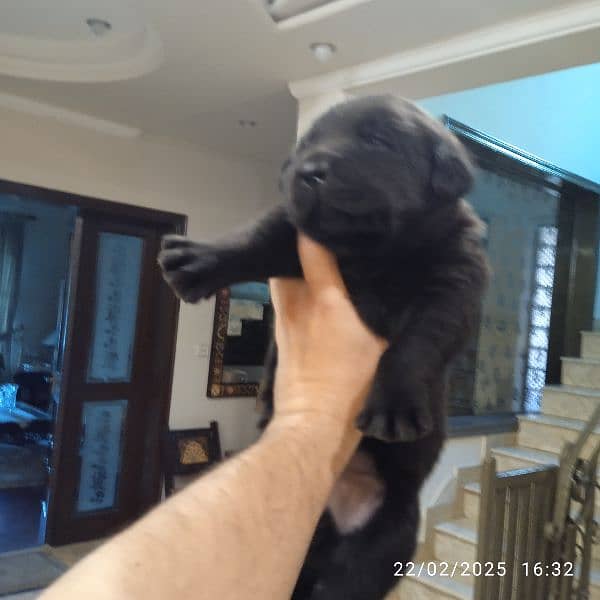 Top Quality Pedigree Black Labrador Pups 2