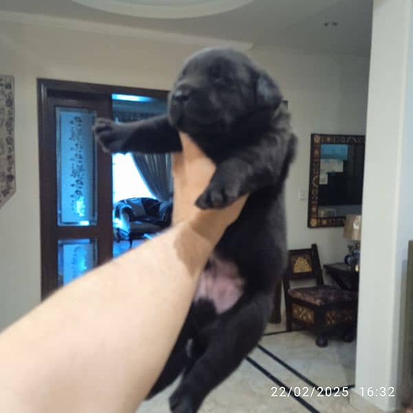 Top Quality Pedigree Black Labrador Pups 3