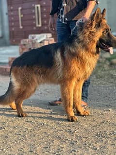 GSD Male puppy