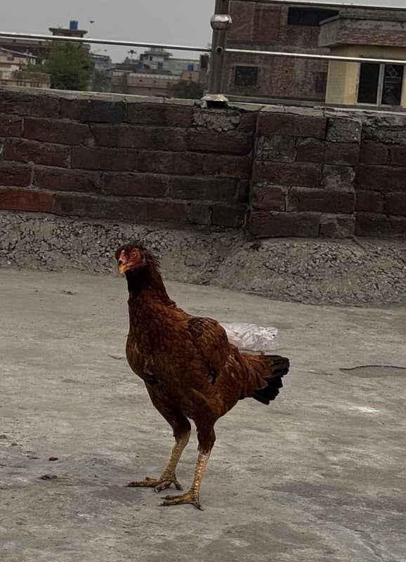 Quality heera trio breeder and aseel,desi hens and chicks for sale. 4