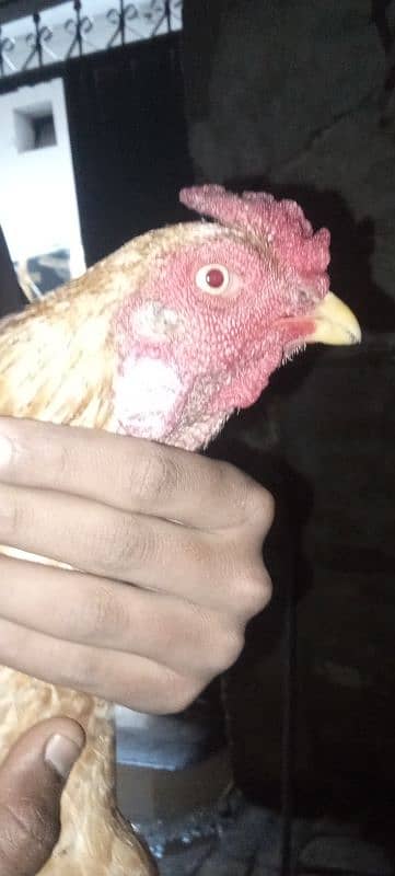 Aseel breeding murga 1