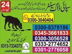 Army dog center lahore 03008378186