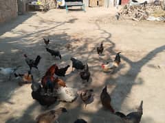 1 year age golden misri Aseel pair and chicks sale