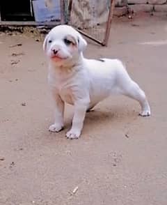 bully gultair female puppy for sale