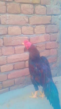 aseel murg