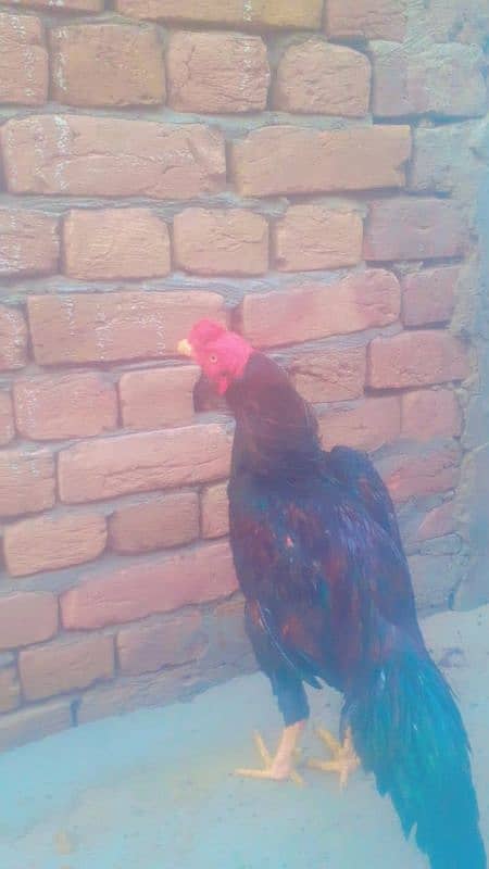 aseel murg 0