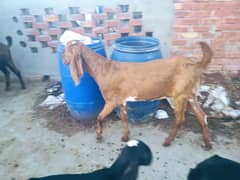 Male nagra 6 month and Makkhi cheeni female 2dant