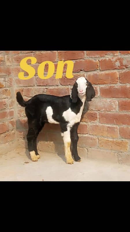 Pure Ablak male baby for sale. 1