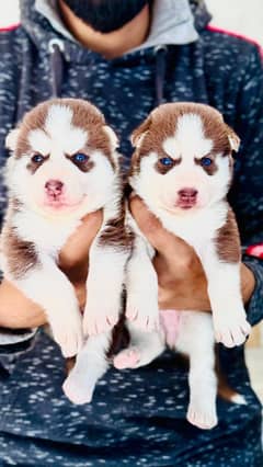 Siberian husky puppies male and female available