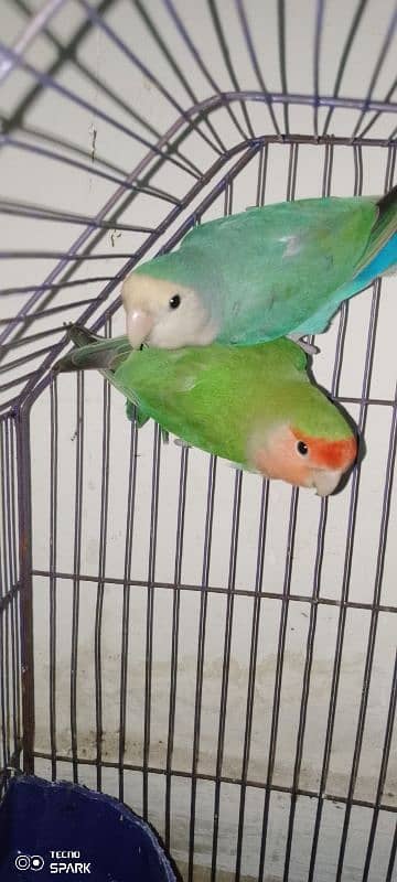 rosy face love bird for sale 0