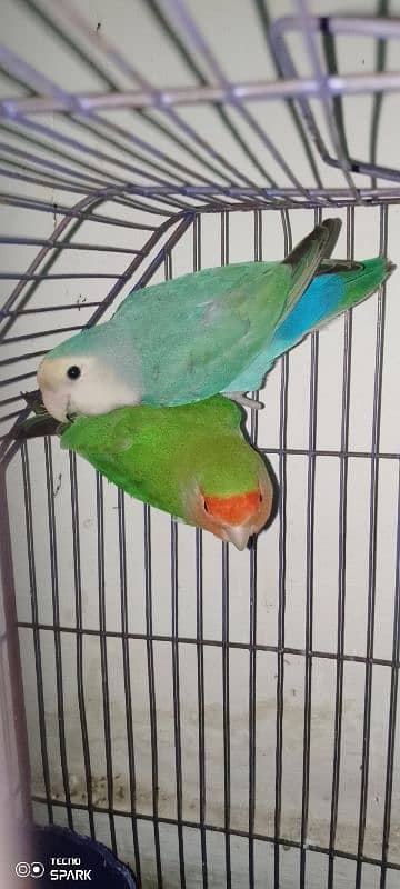 rosy face love bird for sale 1