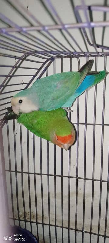 rosy face love bird for sale 2