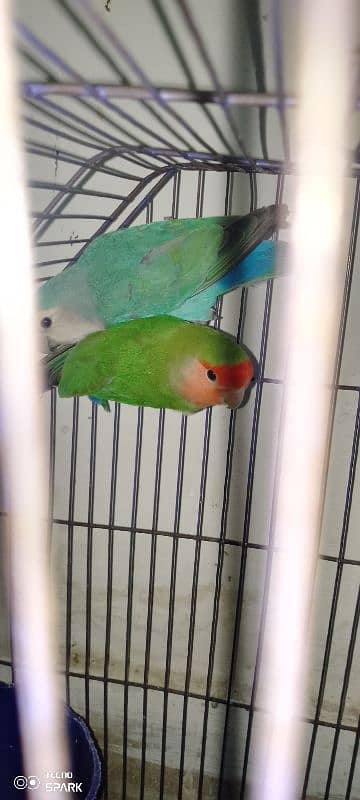 rosy face love bird for sale 3