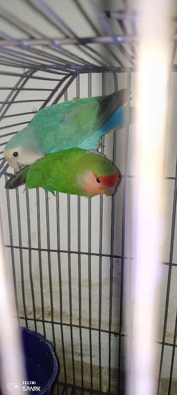 rosy face love bird for sale 4