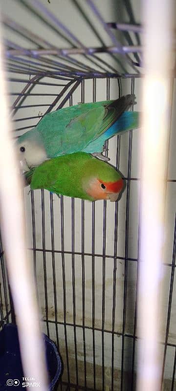 rosy face love bird for sale 5