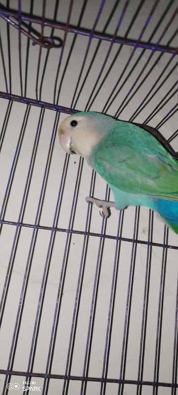 rosy face love bird for sale 6