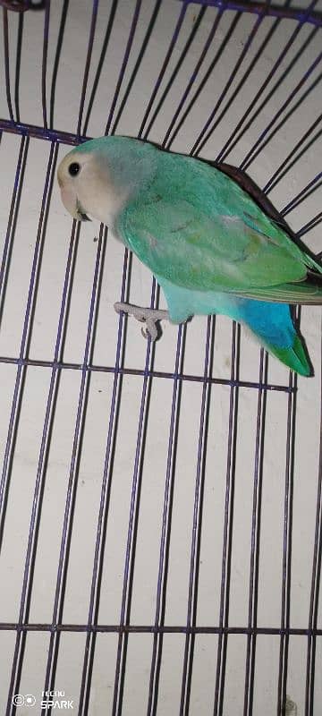 rosy face love bird for sale 7