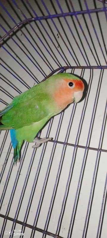 rosy face love bird for sale 8