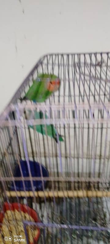 rosy face love bird for sale 9