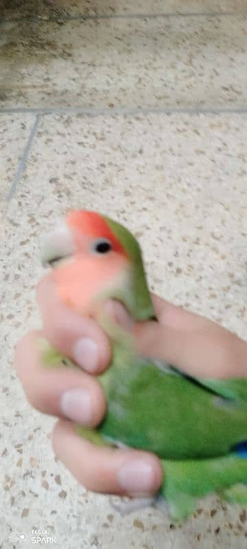 rosy face love bird for sale 10