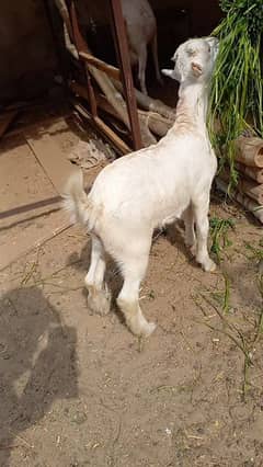 Gulabi Tedda Male Goat For Sell