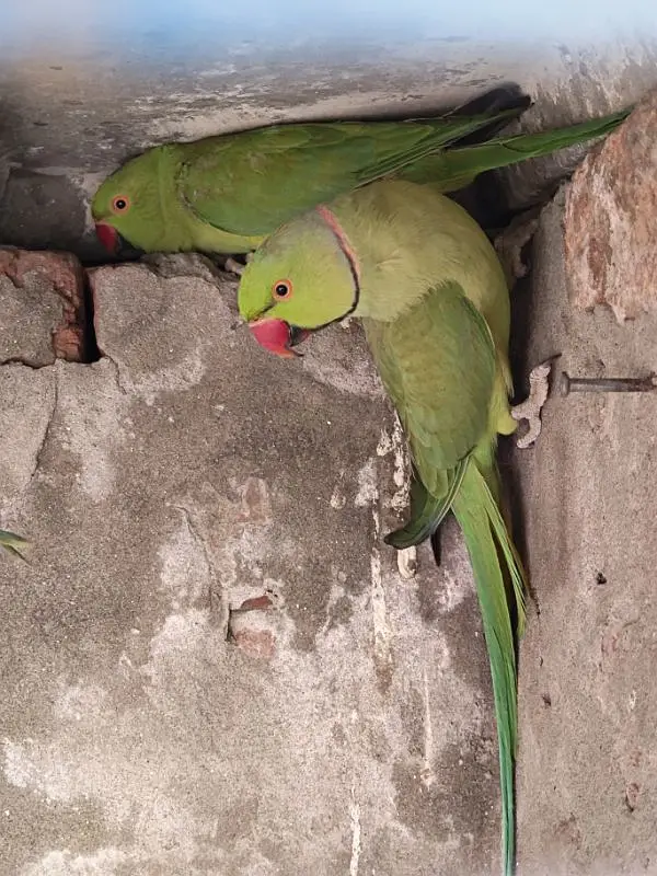 Parrot for sale — photo 2