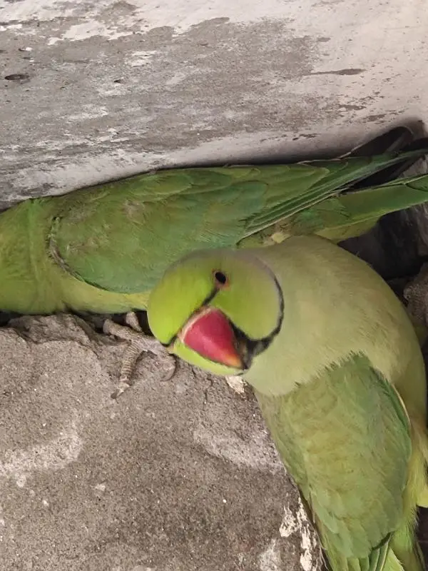 Parrot for sale — photo 3