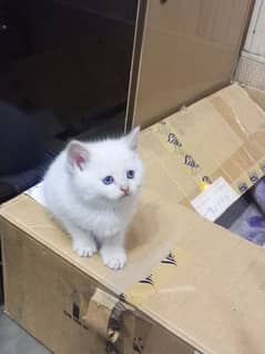 Persian double coated male kitten 03247627801