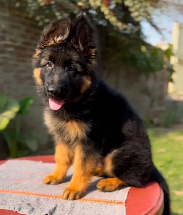 German shepherd puppy Whatsapp no 03258925374 0