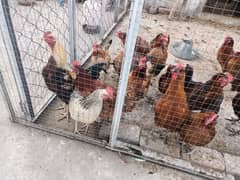 Egg laying Golden misri hens for sale