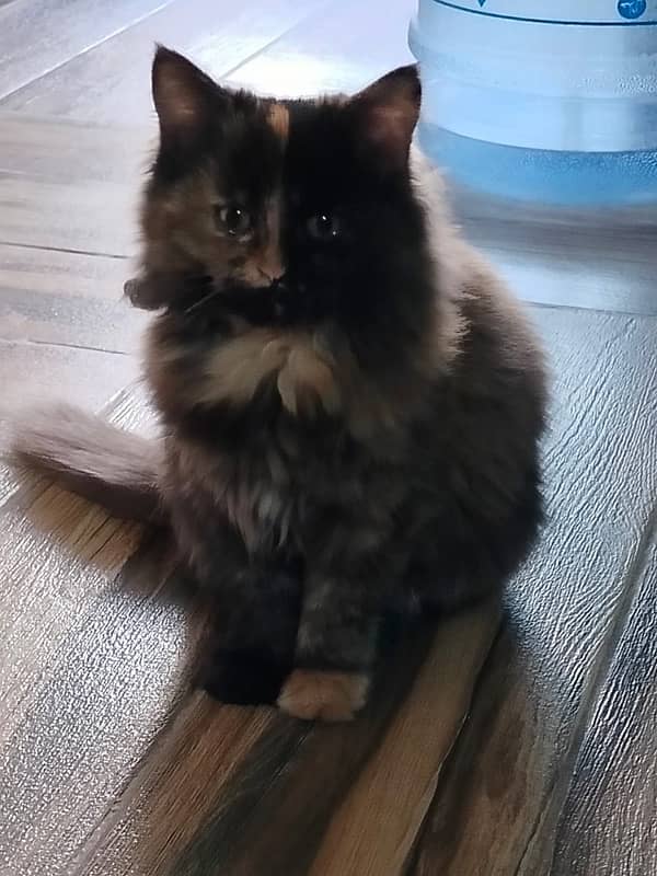 small | multicolor | fully vaccinated Persian + all her stuff for FREE 1