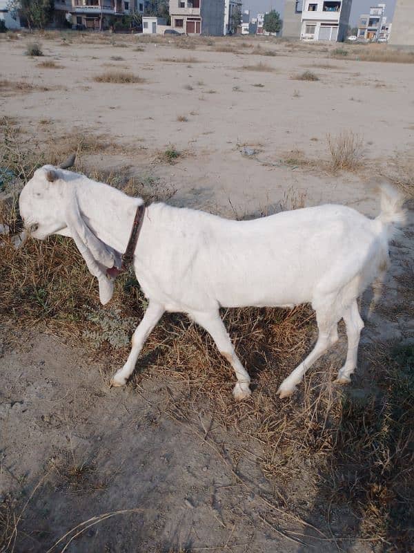 pure Gulabi female 1