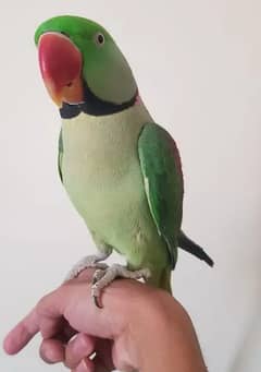 Raw parrot full hand tamed male.