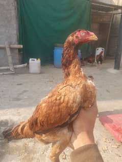 Top Quality Aseel Murgi For Sale ( parrot beak x mianwali(