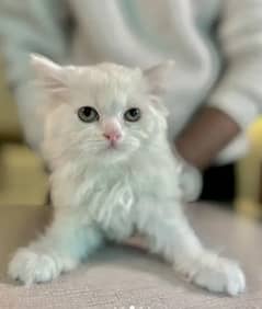 Persian Cat