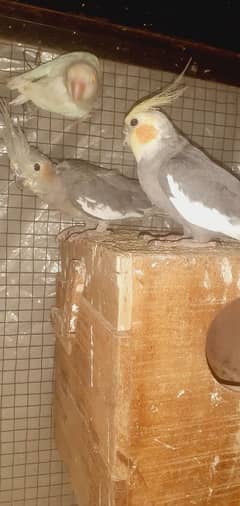 cocktail  breeder  pair and one extra female forsale