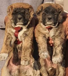 Turkish kangal dog's puppies pair for sale