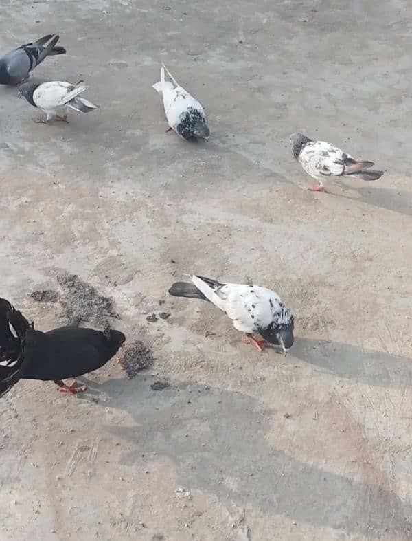 bird cage and pigeon teddi neela Sialkoti betara 4