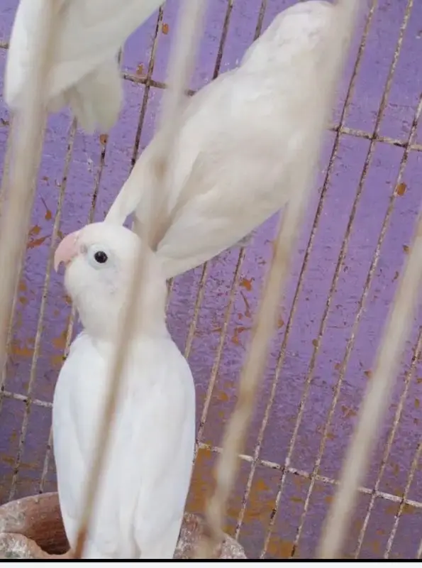 albino black eye — photo 2