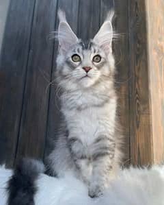 imported maine coon kitten