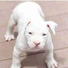 American Pitbull puppies available for new home