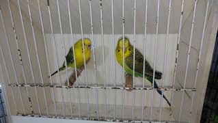 Black wing Breeder pair